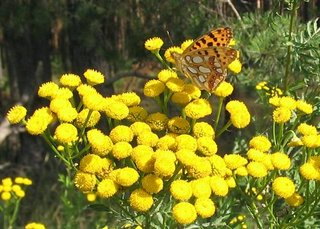 Tanacetum vulgare