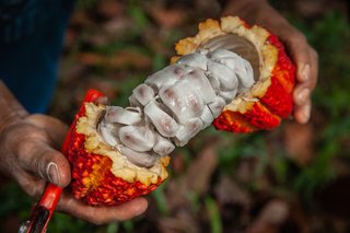 Theobroma cacao