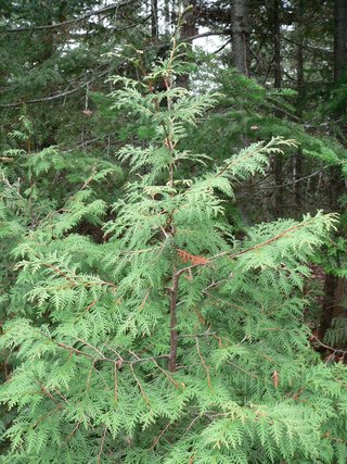Thuja occidentalis