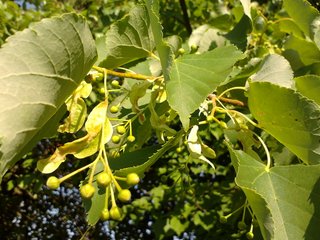 Tilia cordata