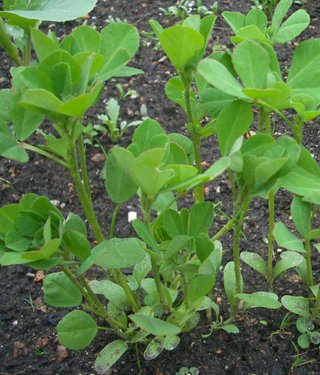 Fenugreek (Trigonellae foenugraeci semen)