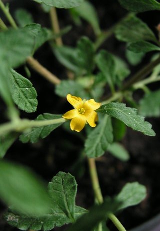 Turnera diffusa