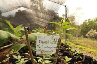 Tynanthus panurensis