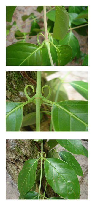 Cat's Claw (Uncariae tomentosae cortex)