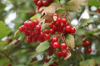 Viburnum opulus