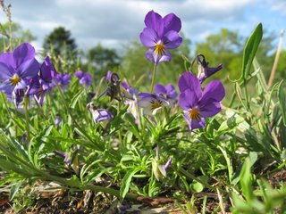 Wild Pansy (Violae herba cum flore)