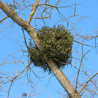 Mistletoe (Visci albi herba)