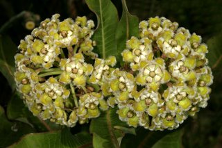 Xysmalobium undulatum