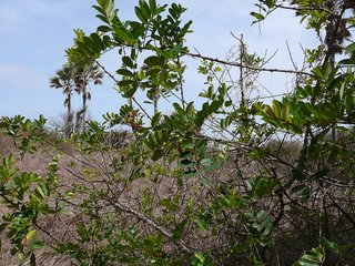 Zanthoxylum zanthoxyloides